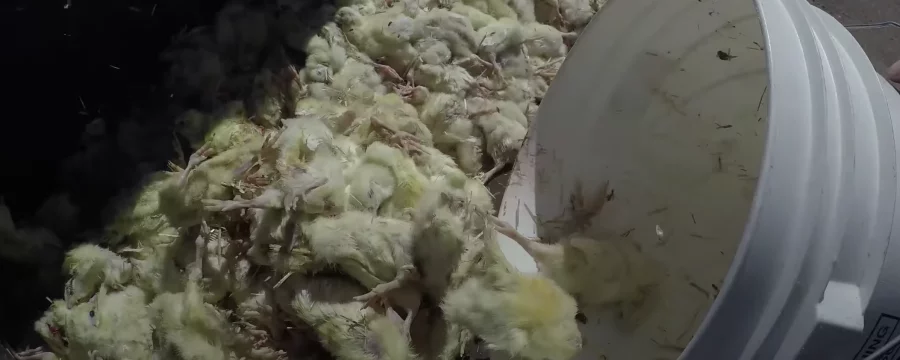 Dead chicks from an intensive farm